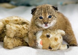 biology-online:  Lynxes (Lynx lynx) have eyesight so strong that