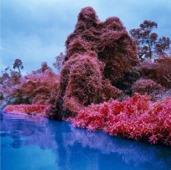 bacteriia:  Richard Mosse, ‘Invasive Exotics,’ 2014, Leyendecker