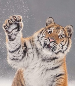 beautiful-wildlife:  Tiger by © inawolfisblickwinkel