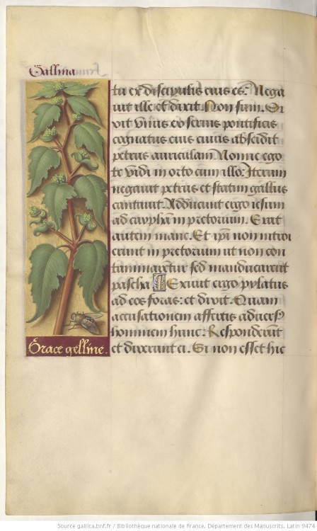 heaveninawildflower: Illuminated page with a botanical illustration.