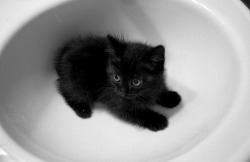 The cutest sink clog ever