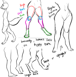 glacierclear:scribbled out a little digigrade leg thing for a