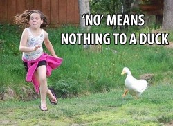 vvankinq:  #NotAllDucks 