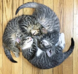 themasterplanner: sixpenceee:  Kitten wheel.  A cat-egory 5 purricane.