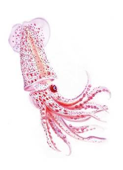 emilysquare:  Deep sea squid - Histioteuthis sp. (by Gina Allnat)