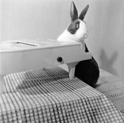 A rabbit playing a toy piano, 1956.