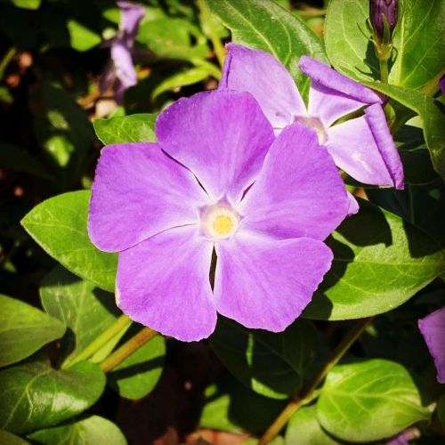 Pretty purple flower. 💜 https://www.instagram.com/p/CaG5C1or-Z94i8hE9w-Juh8u9ZxHlmaHorWIZI0/?utm_medium=tumblr