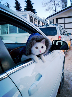 lolfactory:  My cat is always so anxious for his daily car rides !-