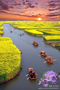 bluepueblo:  Canola Fields, Xinghua, China photo via amanda 