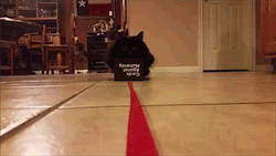 alleecat2:  the-bucky-barnes:  My cat loves when we play CAH