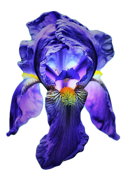 transparent-flowers:  Blue Iris from the Iris genus. (x). 