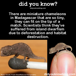 did-you-kno:  Here’s another didyouknow about teeny tiny animals