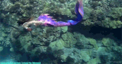 jetaime-watahanxr:  mermaids-and-anchors:  Lyrique the Mermaidfacebook