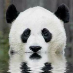Stealthy panda… #panda #cute #instagood #likeforlike #pandabear