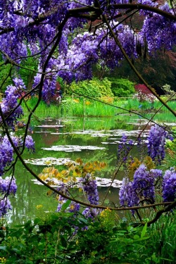 lori-rocks:  Wisteria overlooking pond in Monet’s Garden, Giverny,