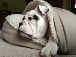 English Bulldog Love