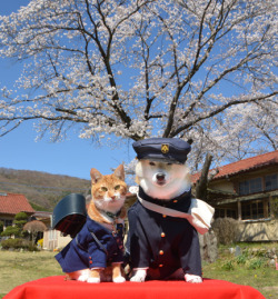 taishou-kun:  Torajiro the cat & his friend Kikuchiyo the