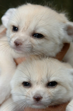 earthandanimals:  Fennec Fox Kits Photo by IN CHERL KIM