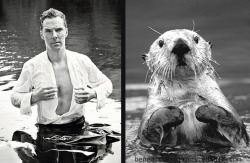 benedictvsotters:  Otter in water.