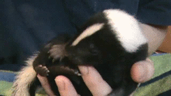 taigas-den:  babyanimal-gifs:  baby skunk.x   sapphicqueenofhell