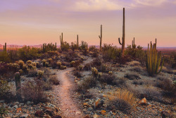 brianstowell: Organ Pipe Cactus National Monument, Arizona Available