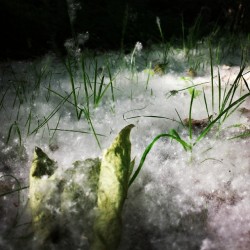 Oh ! Il neige en Ã©tÃ© ðŸ˜Š #pollen #pissenlit #nature