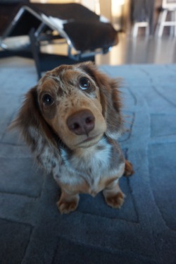 handsomedogs:  This is Boh, he is a 5 month old chocolate and