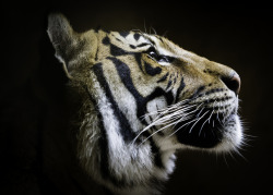 sdzoo:  Each  tiger has its very own stripe pattern. Researchers