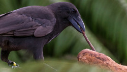 zsl-edge-of-existence: The Hawaiian crow is one of only two bird