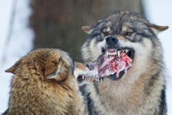 sisterofthewolves:Picture by Jürgen Borris