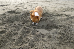 chubbythecorgi:  We stopped at Dillon Beach on the way to Mendocino.