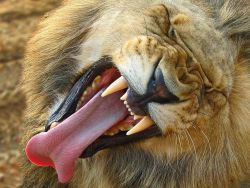 earthlynation:  Lion, South AfricaPhotograph by Barbara MotterThis