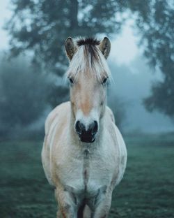 folklifestyle:  Few people do photography of animals better than
