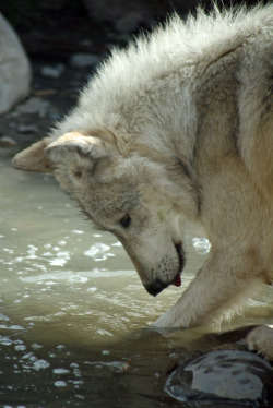 magicalnaturetour:Wolf by sometimesong on Flickr.