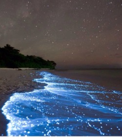 the-realityofdreams:  Bioluminescent phytoplankton in Maldives