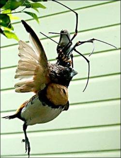 A spider eating a bird… Urk.