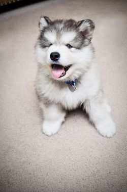 awwww-cute:  Cute Little Husky
