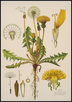 scientificillustration: Taraxacum officinale - the dandelion