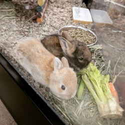 darkstalkergirl:  Ladybat the pet store let me pet these lil