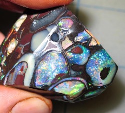 geologypage:  Koroit Opal | #Geology #GeologyPage #Opal #Mineral