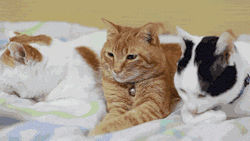 phrux:  unimpressedcats:  meowllinery   the most beautiful part