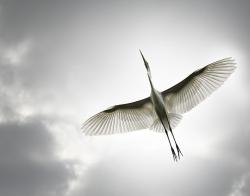 Soar (Snowy Egret)