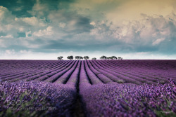 giferen:  Delight Lavenders by virzilaurent