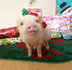 pigaddiction:  Priscilla the celebrity mini pig! Christmas is