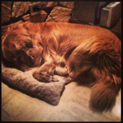 #my #dog #lovely #love #golden #retriver #funny #sleep #dreams