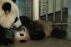 giantpandaphotos:  Mei Xiang with her cub Bao Bao at the National