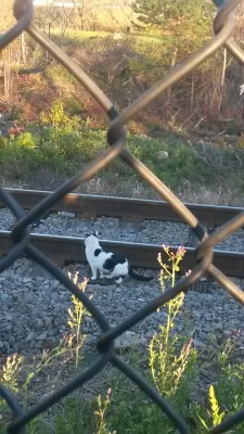 unflatteringcatselfies:I met this lovely aloof little friend