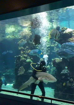 turrkoise:onlylolgifs:  Shark loves getting belly rubs  AND PEOPLE