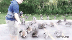 He better have plenty! If he runs out, they&rsquo;ll strip him down to his skeleton and then raid every pie and cookie shop in town.  onlylolgifs:  Raccoons going crazy for doritos 