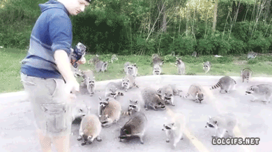 He better have plenty! If he runs out, they’ll strip him down to his skeleton and then raid every pie and cookie shop in town.  onlylolgifs:  Raccoons going crazy for doritos 